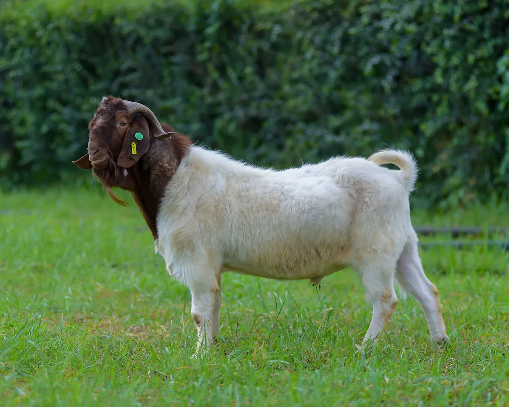 Takumi Farm premium livestock