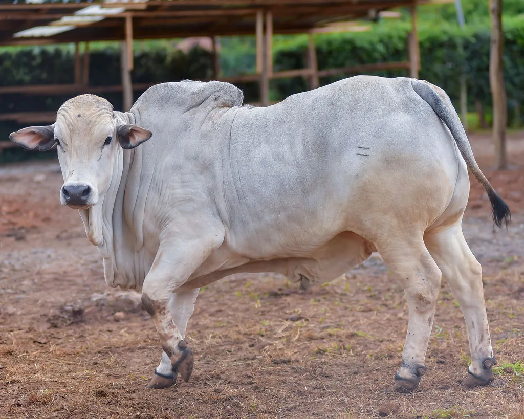 Boran Cattle