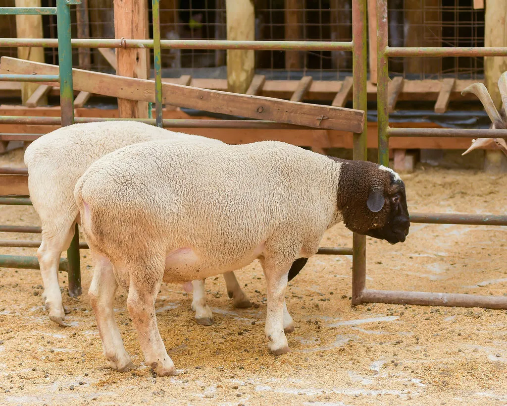 Takumi Farm sustainability