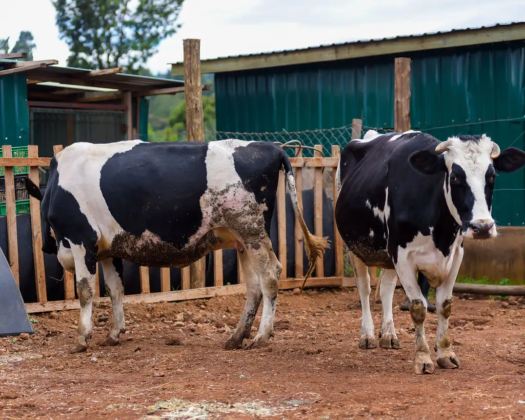 Friesian Cattle