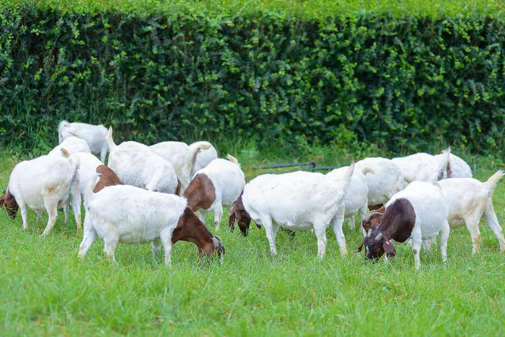 Takumi Farm premium livestock