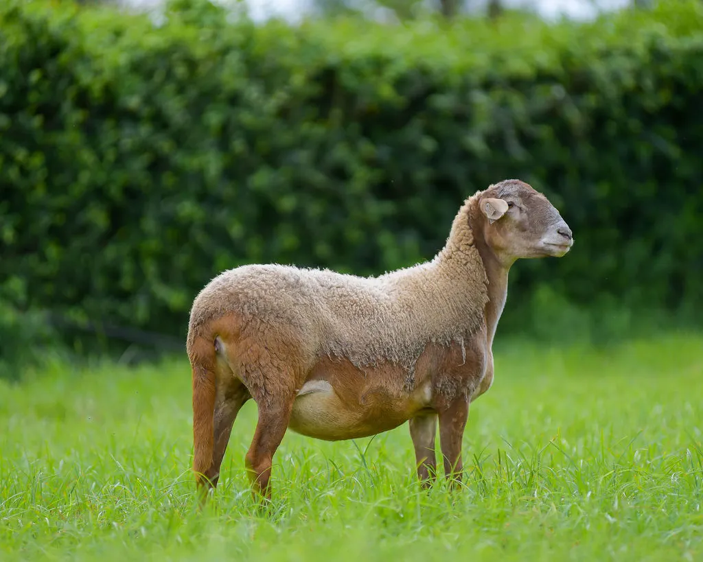 MeatMaster Sheep